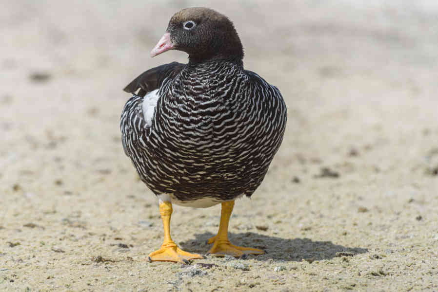 Ganso de Algas - islas Falkland o Malvinas 03.jpg